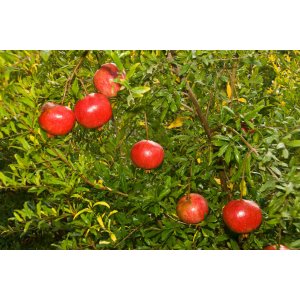Granátové jablko (Punica granatum) ´WONDERFUL´ - výška: 120-150 cm, kont. C9L (-15°C) 